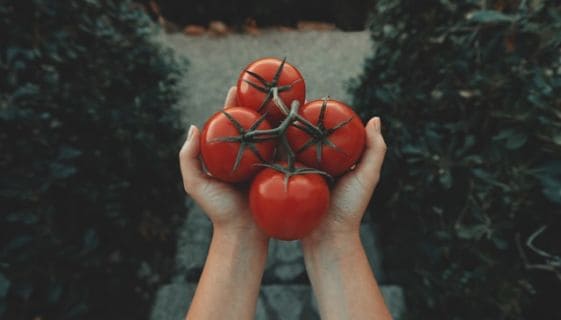 A persons hands holding four tomatoes
