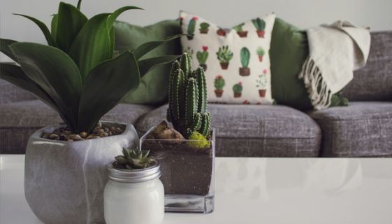 Three succulant plants on a coffee table with a grey couch in the background