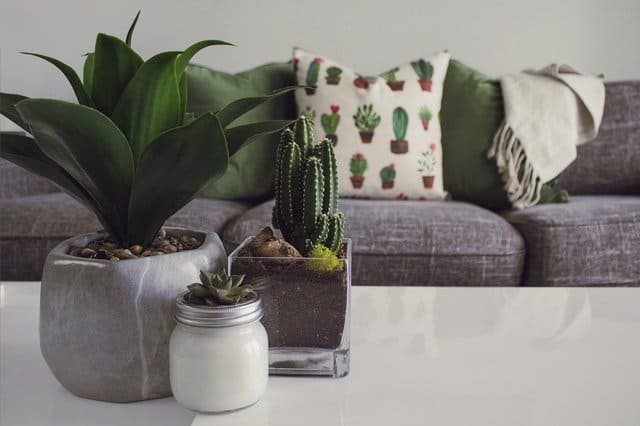 Three succulant plants on a coffee table with a grey couch in the background